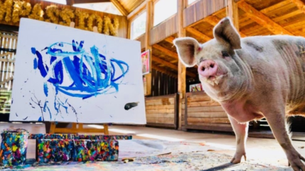 南非一隻名叫「豬卡索」（Pigcasso）的小豬，它的最新畫作賣出了近2萬英鎊（約73.8萬台幣）。（圖／翻攝自pigcassohoghero IG）