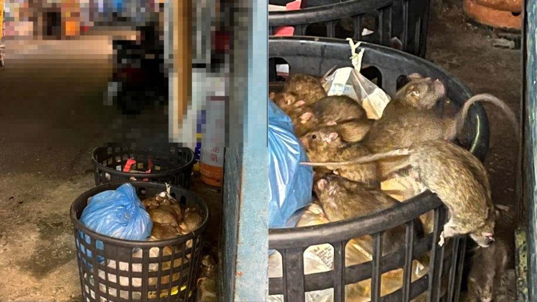 屏東夜市垃圾桶擠滿老鼠。（圖／翻攝自屏東人屏東事）