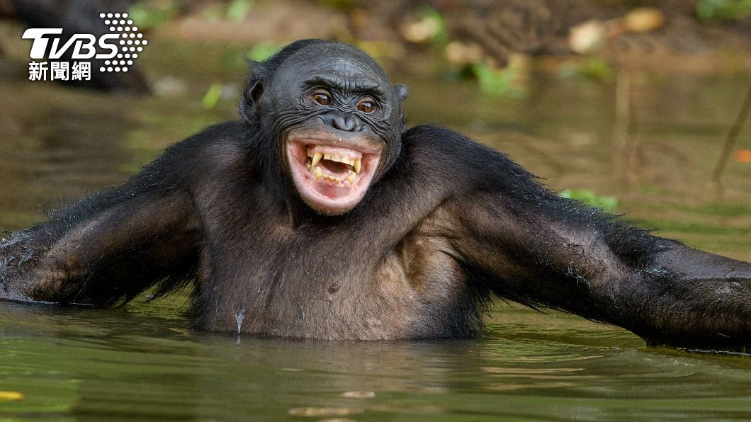 黑猩猩其實非常的聰明。（示意圖／shutterstock 達志影像）