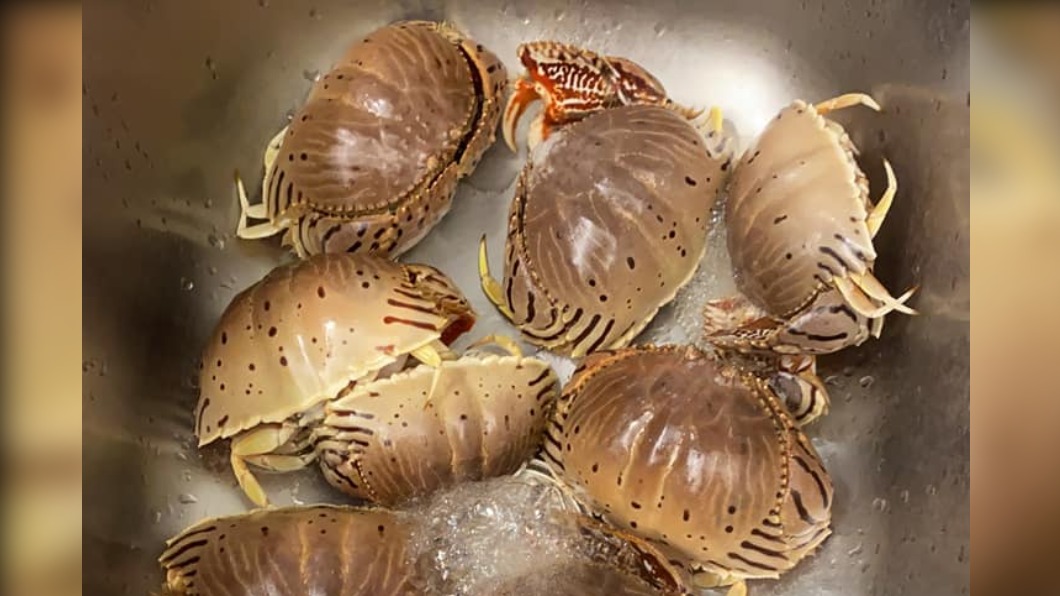 該螃蟹外型不同於常見的三點蟹、大閘蟹等品種。（圖／翻攝自爆系知識家）