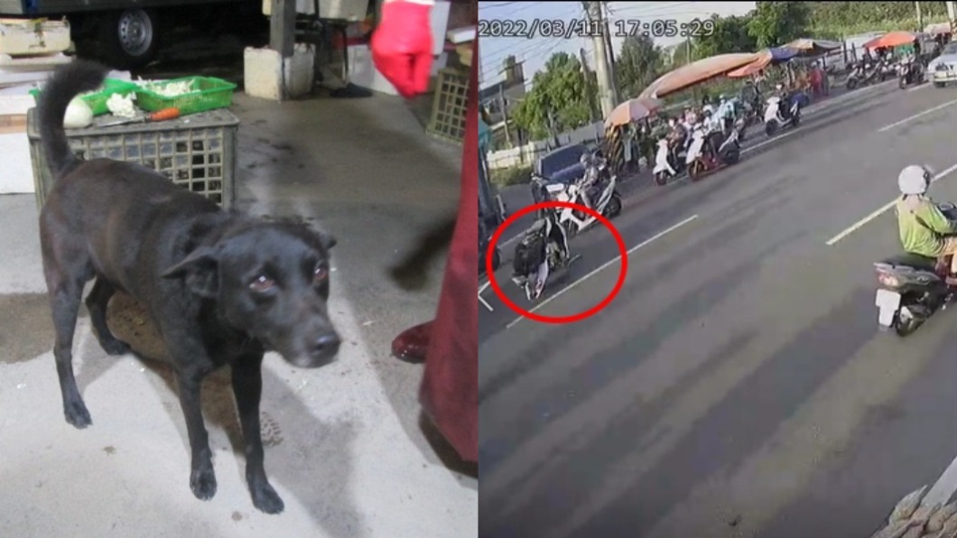 狗狗撒尿變追撞事故，全因攤販這舉動。（圖／翻攝自爆料公社）