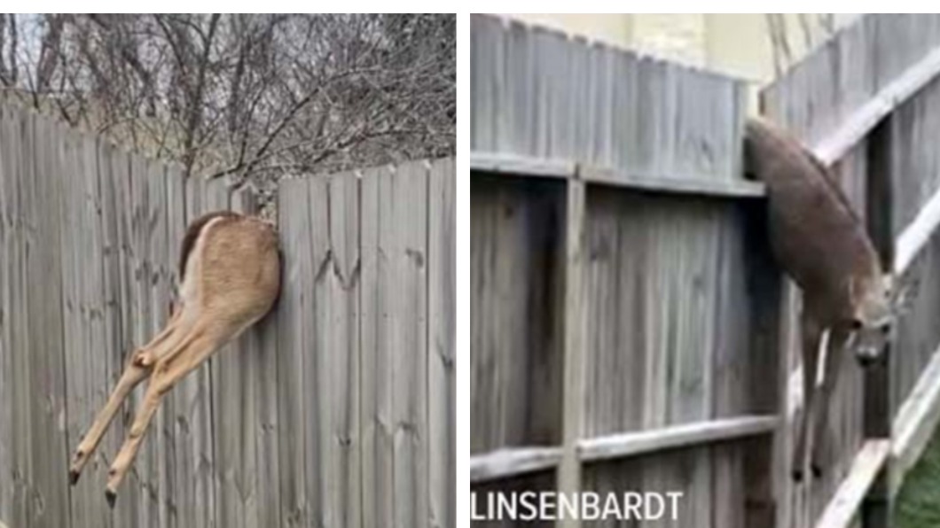 一隻野鹿疑似跳躍時失敗，卡在兩戶人家之間的柵欄上。（圖／翻攝自KHOU 11 News）
