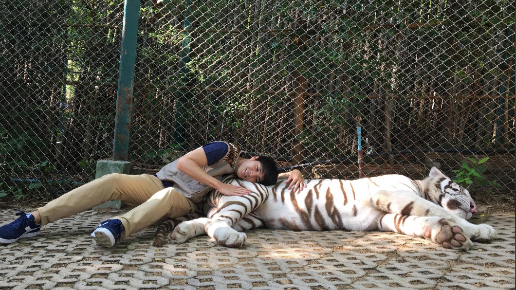 唐振剛躺在白老虎身上其實挺舒服的！（圖／LiTV、GTV提供）