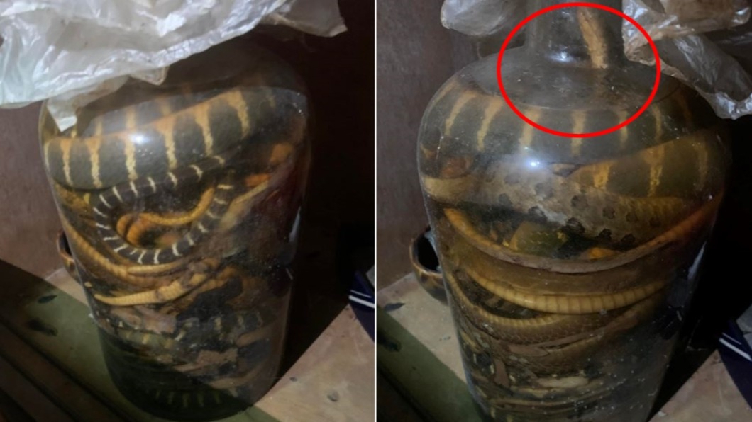 10幾條蛇躺在罐子中。（圖／翻攝自爆廢公社）