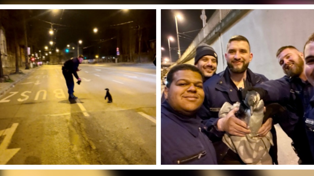 布達佩斯警察在街頭發現企鵝後，紛紛搶著合照。（圖／翻攝自BRFK Információs Portál）