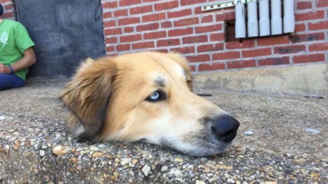 網路瘋傳一隻狗狗疑似遭斬首後頭丟路邊。（圖／翻攝自「Reddit」）