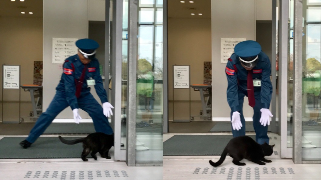 廣島尾道市立美術館「貓大戰警衛」的話題紅遍全世界。（圖／翻攝自@bijutsu1推特）