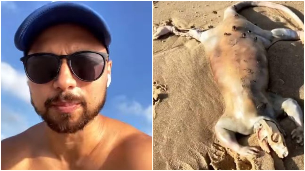 澳洲一名男子日前在昆士蘭一處海灘上發現詭異生物的屍體。（圖／翻攝自IG@tanalex）