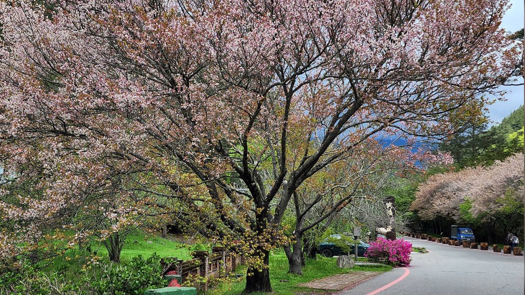 台灣特有種「太平山櫻花」只生長在海拔1800至2200公尺，武陵農場億年橋附近種有太平山櫻花，現正盛開，花期至4月中旬。（圖／中央社）