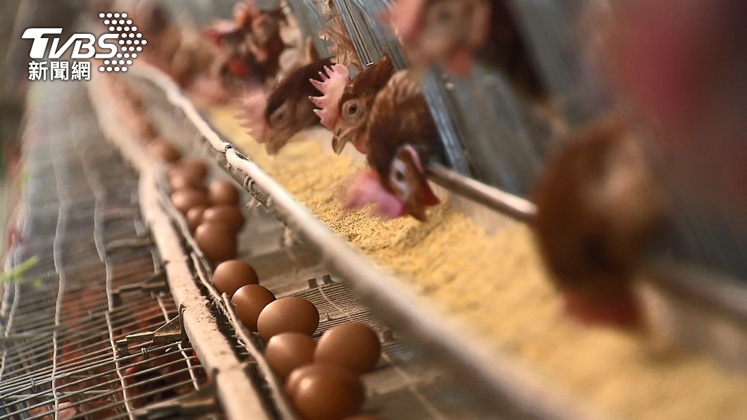陳吉仲表示，若沒從國外進口雛禽和受精蛋，養雞業將無雞可用。（圖／TVBS）