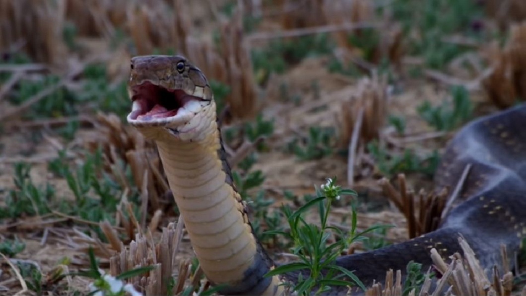 眼鏡王蛇是全球體型最長的毒蛇。（圖／翻攝自YouTube  King Cobra Conservancy）