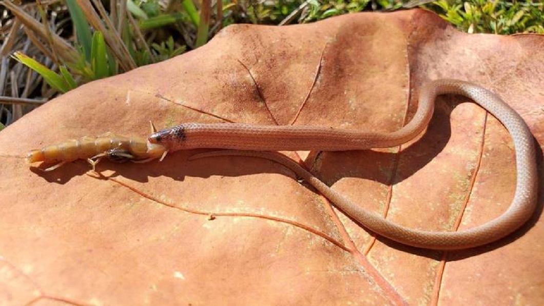 國外有民眾在野外看到一條蛇要把蜈蚣吞下肚時卻離奇雙雙身亡。（圖／翻攝自臉書粉絲團FWC Fish and Wildlife Research Institute）