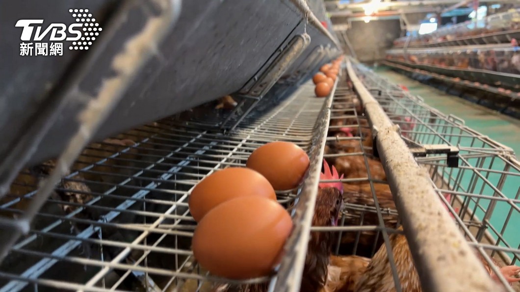 農委會表示，暑假雞蛋漲價空間不大。（圖／TVBS）