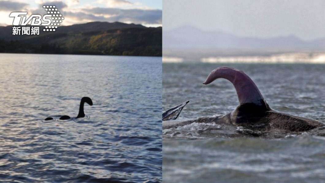 英國生物學家提出，尼斯湖水怪其實是鯨魚生殖器的說法。（圖／shutterstock達志影像、達志影像美聯社）