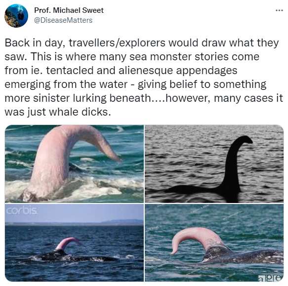 生物學家史維特在推特發表對尼斯湖水怪的見解。（圖／翻攝自@DiseaseMatters推特） 尼斯湖水怪傳說破滅？專家：是鯨魚群戰露出的XX　網友崩潰