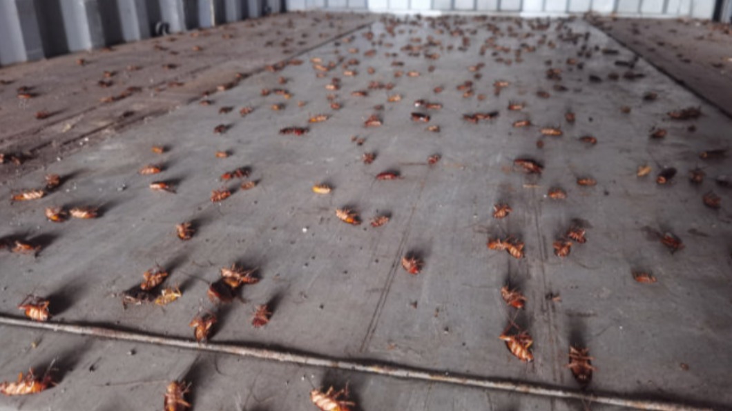 廈門海關查獲空箱中有2千多隻蟑螂。 （圖／翻攝自微博）