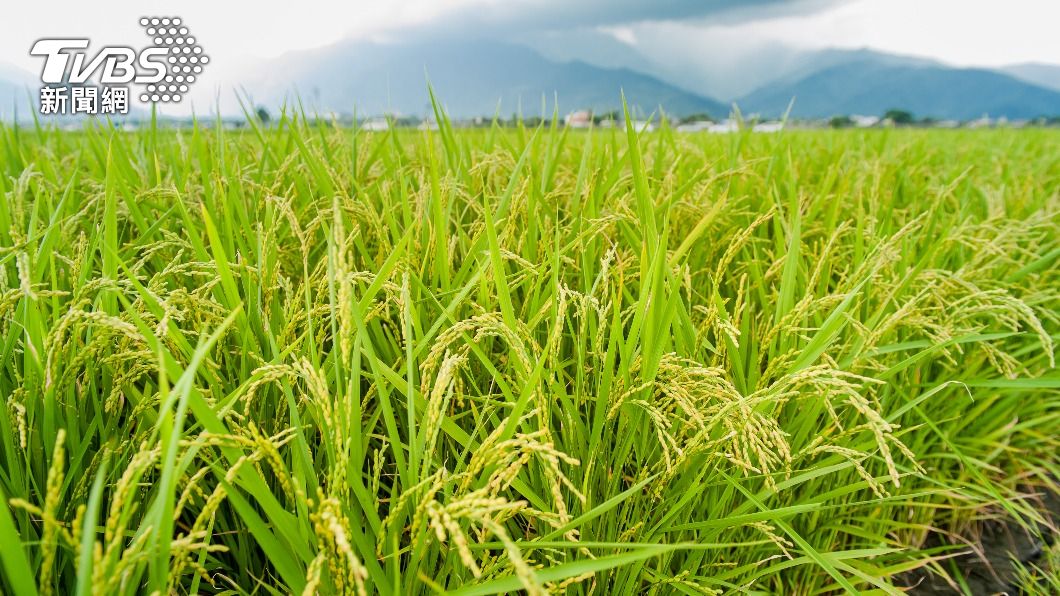印度禁止稻米外銷。（示意圖／shutterstock 達志影像）