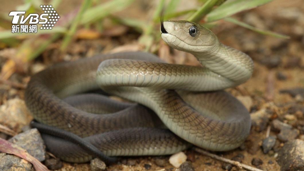美國男子養124條蛇悉心照料，最後卻慘被蛇吻中毒身亡。圖為有毒的黑曼巴蛇。（示意圖／shutterstock達志影像）