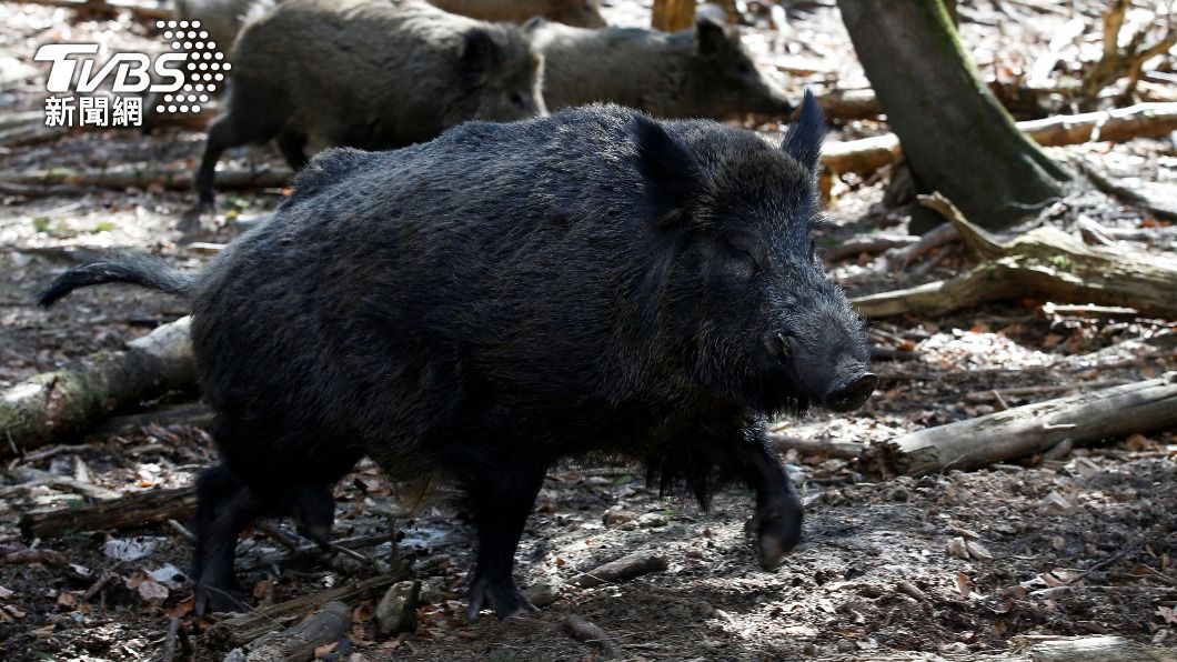 德國動物園原名為普欽的豬現在已經改名。（圖／達志影像路透社）