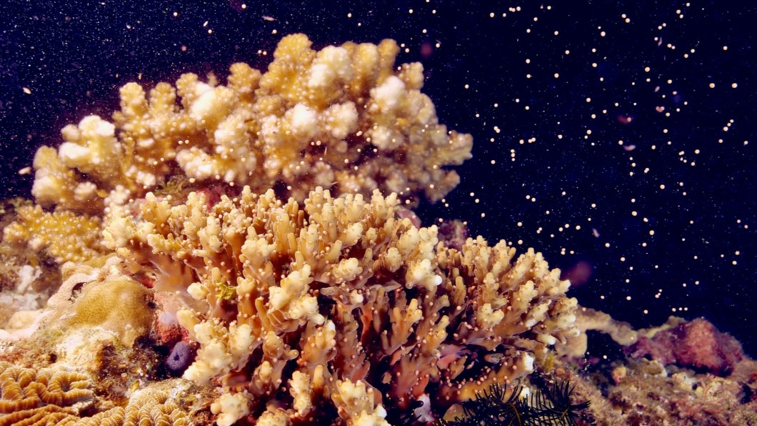 墾丁珊瑚產卵進入大爆發高峰期。（圖／翻攝自墾丁國家公園臉書)