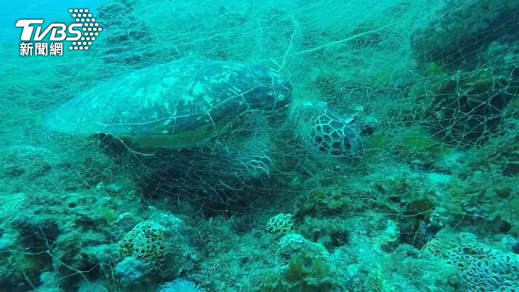 綠蠵龜被漁網纏繞死亡。（圖／中央社）