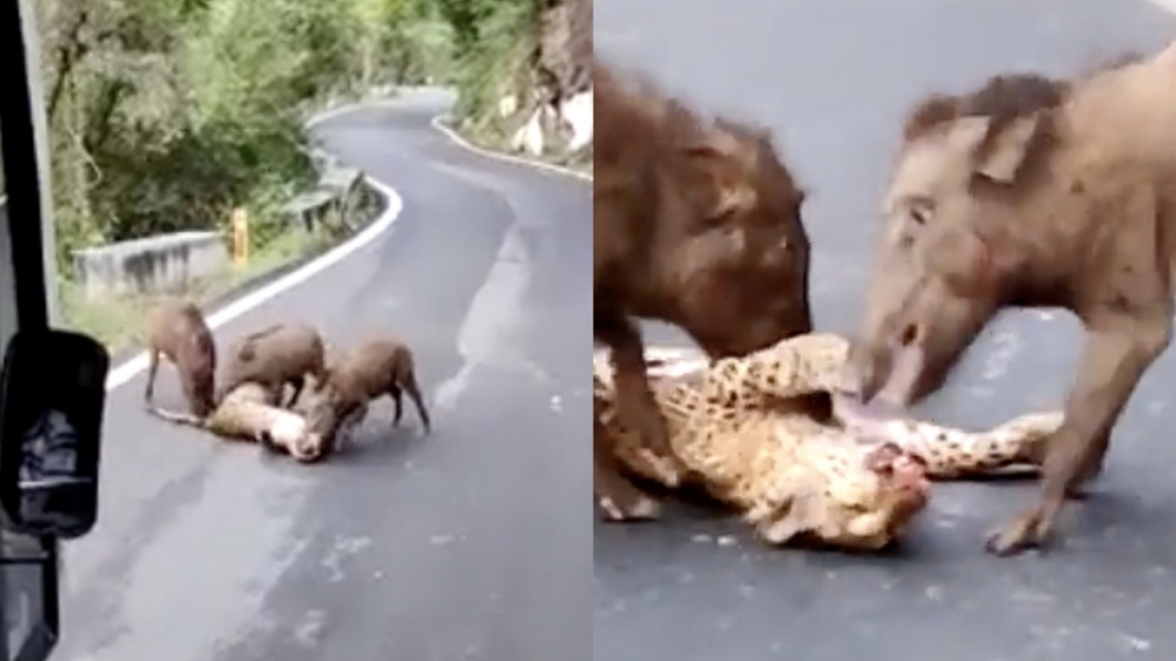 一頭花豹慘遭3隻野豬蹂躪。（圖／翻攝自@WildLense_India推特）