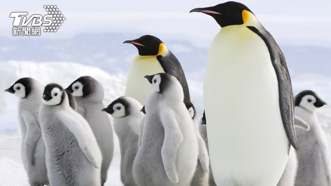 南極洲的皇帝企鵝面臨在未來30至40年內絕種的嚴重風險。（示意圖／shutterstock達志影像）