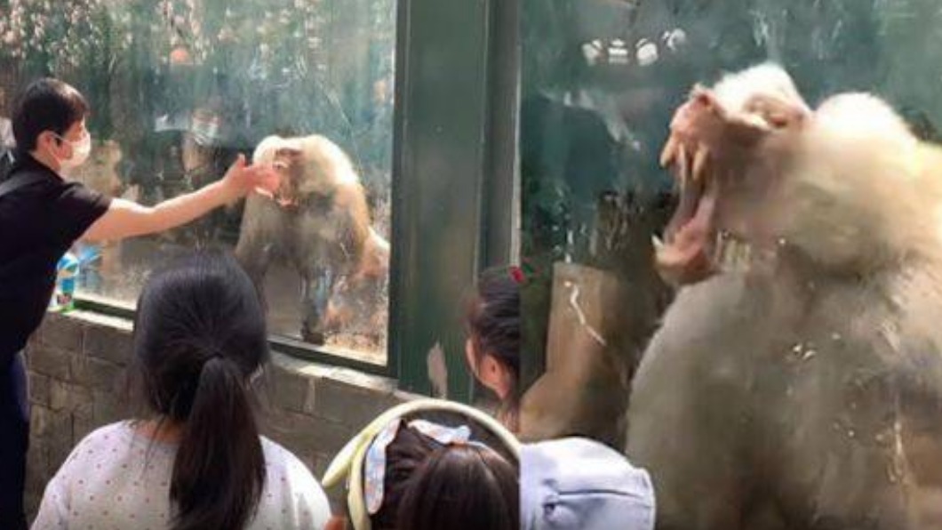 大陸一名女遊客在動物園拍打狒狒玻璃。（圖／翻攝自微博）