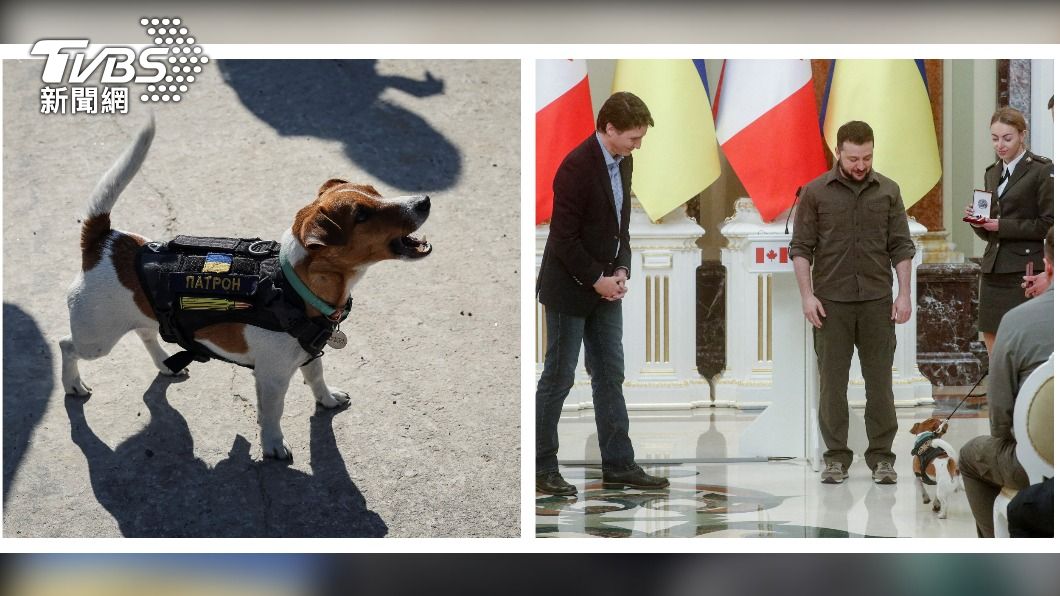 烏克蘭掃雷犬接受澤倫斯基表揚。（圖／達志影像路透社）
