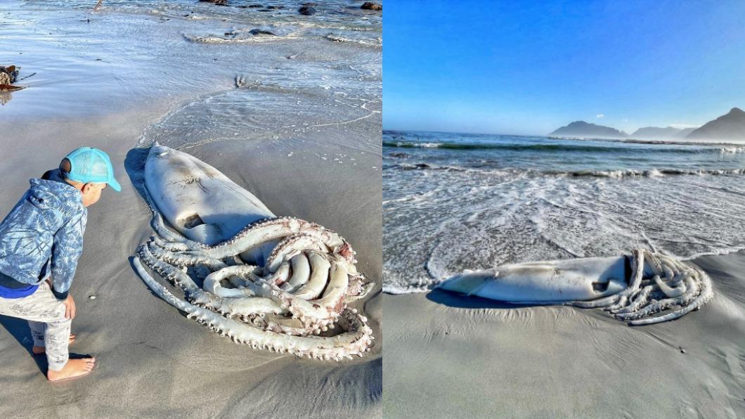 「深海巨魷」在南非被沖上岸。（圖／翻攝自alipaulus IG）