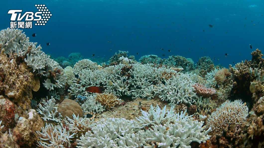 （示意圖／shutterstock 達志影像） 澳洲夏季熱浪來襲　大堡礁逾9成珊瑚白化