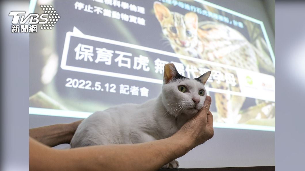 動團舉行記者會籲台大停止以家貓代孕石虎異種複製計畫。（圖／中央社）