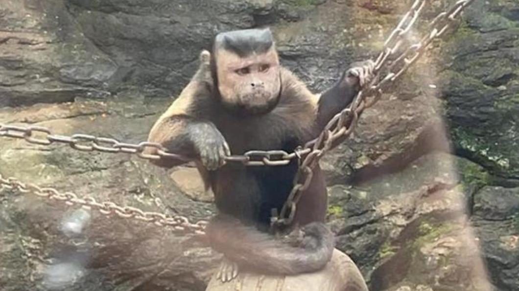 浙江動物園內的「國字臉猴」。（圖／翻攝自推特）