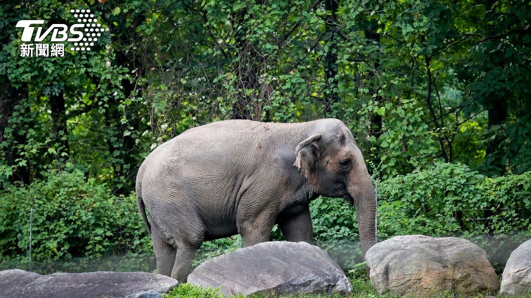 紐約布朗克斯動物園的大象Happy（快樂）。（圖／達志影像美聯社）