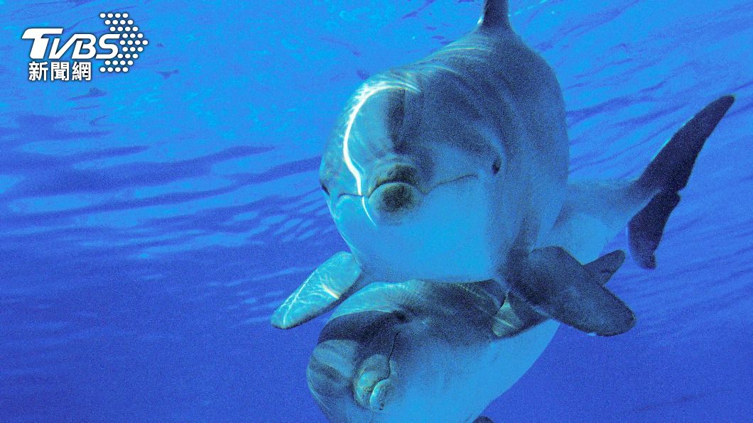 研究指出，海豚會以尿味和哨聲來辨認朋友。（示意圖／shutterstock 達志影像）