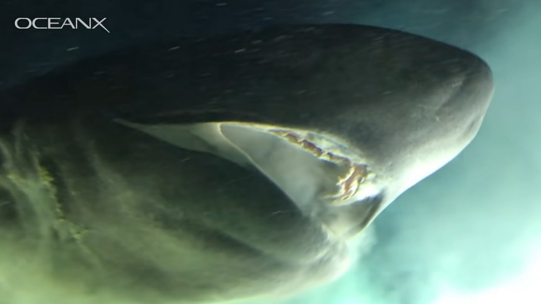 有科學家在海底世界發現一隻史前巨鯊叫做灰六鰓鯊。（圖／翻攝自YouTube OceanX）