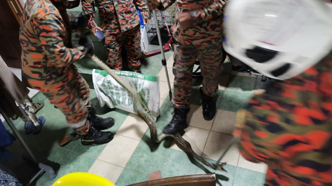 馬來西亞一名男子家中出現蟒蛇。（圖／翻攝自Sabri Bey推特）