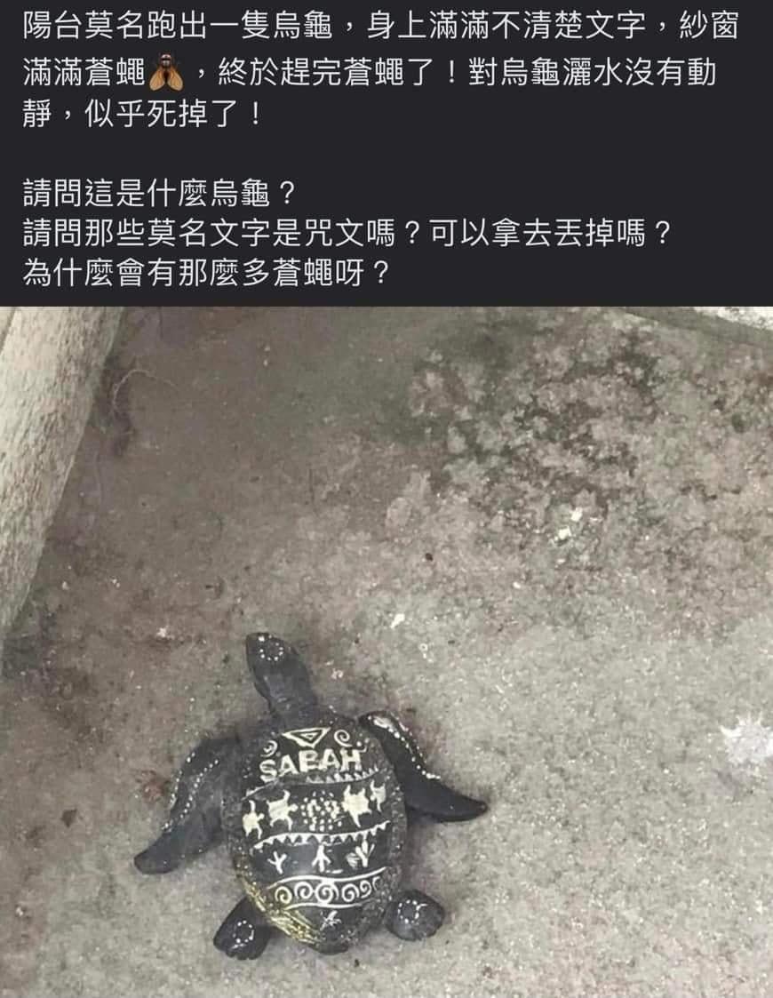 陽台驚見龜屍「殼上刻滿咒文」！他嚇爆求救見真相傻眼│TVBS新聞網