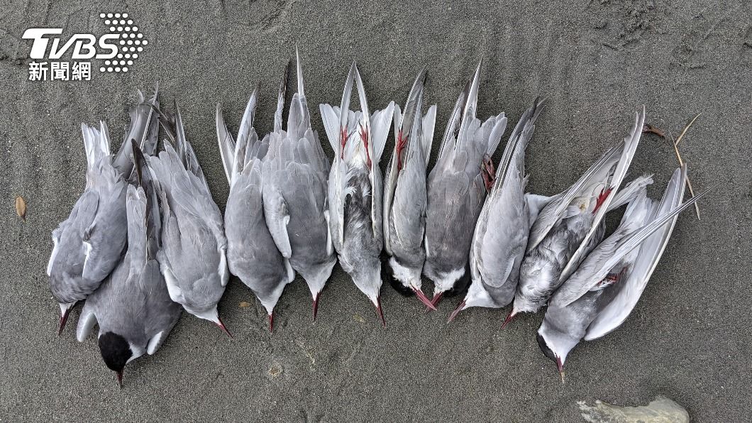 花蓮溪出海口近日出現多隻死亡鳥類，確定為H5N1禽流感。（圖／中央社）