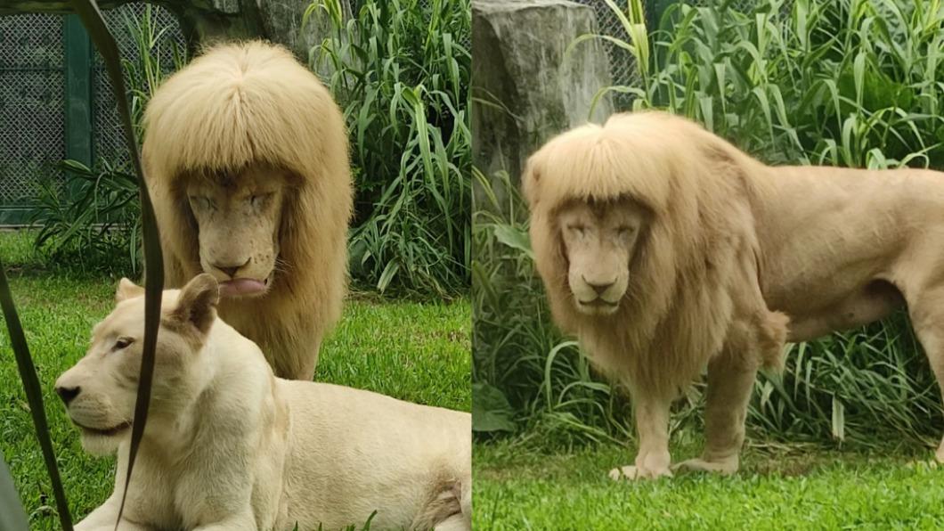 廣州動物園的雄獅頂著一頭「齊劉海」。（圖／翻攝自微博）