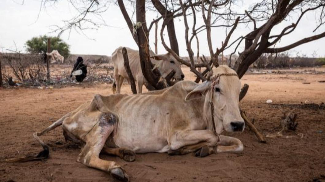 「非洲之角」正面臨40年來最嚴重乾旱，牲畜因沒水喝大量死去。（圖／翻攝自DW News）