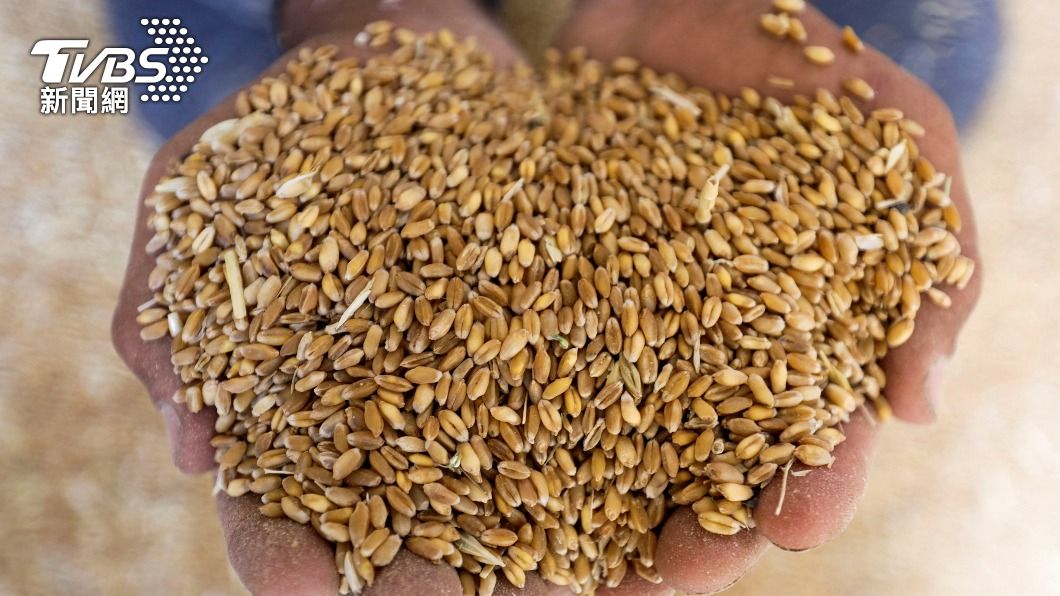 俄當局表示，減少小麥出口，能補充自己的庫存。（圖／達志影像路透社）