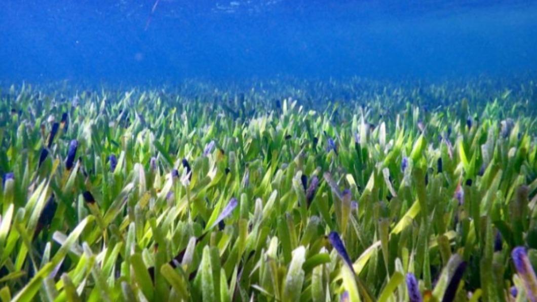澳洲研究團隊在西澳陽光普照的淺水區，發現總面積 200 平方公里的海草群。（圖／翻攝自CNN）