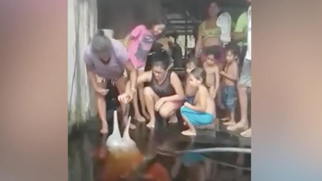 巴西村落淹水，海豚竟大搖大擺地游進屋中。（圖／翻攝自《Independent》）