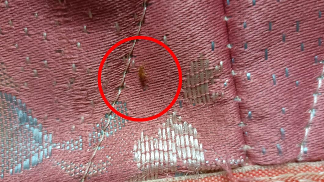 網友在床上發現怪蟲。（圖／翻攝自爆廢公社）