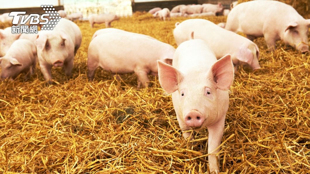 越南成功研發的非洲豬瘟疫苗預計8月底上市。（示意圖／shutterstock達志影像）