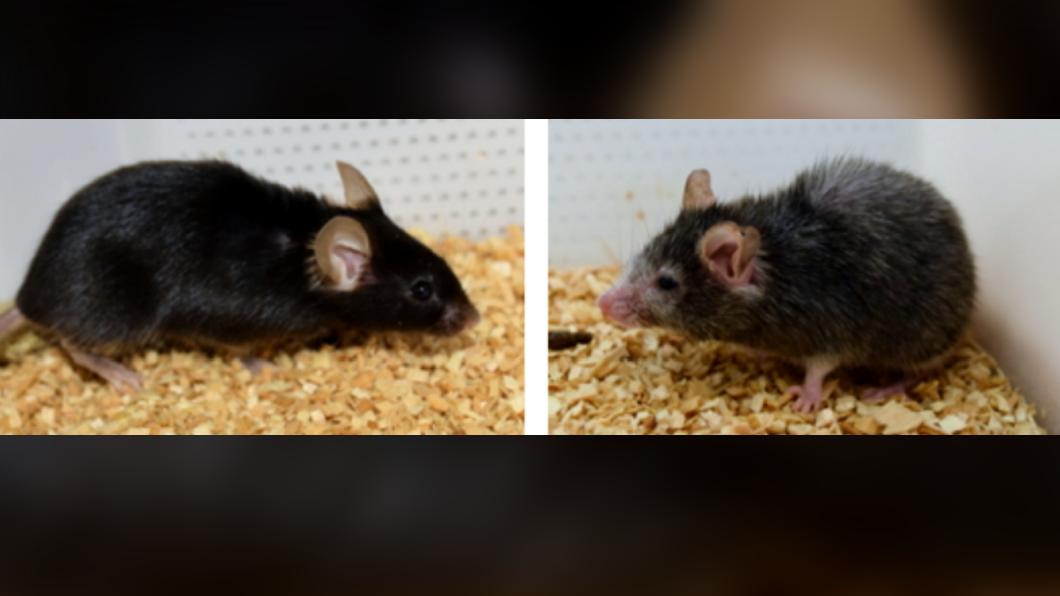 兩隻同一窩出生的小鼠，外貌卻大不同。（圖／翻攝自the sinclair lab）