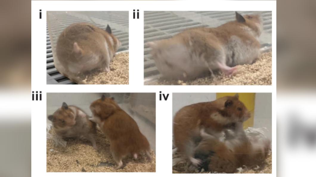 科學家改造出超暴力倉鼠。（圖／翻攝自pnas.org）