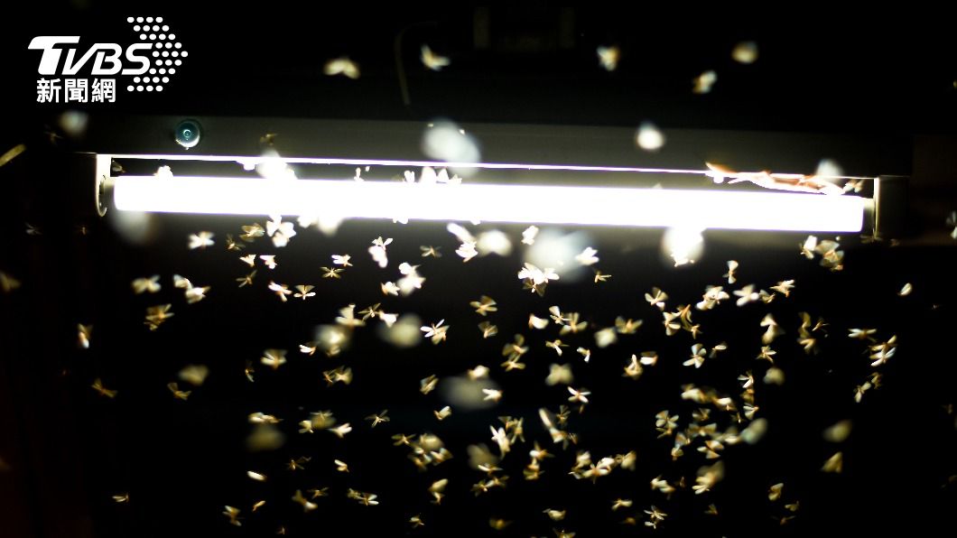 許多家庭在梅雨季都會爆發「蟲蟲危機」，被大量白蟻入侵。（示意圖／shutterstock達志影像）