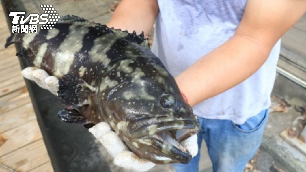 中國13日起暫停台灣石斑魚輸入，農業局配合提出產業輔導措施。（圖／中央社）